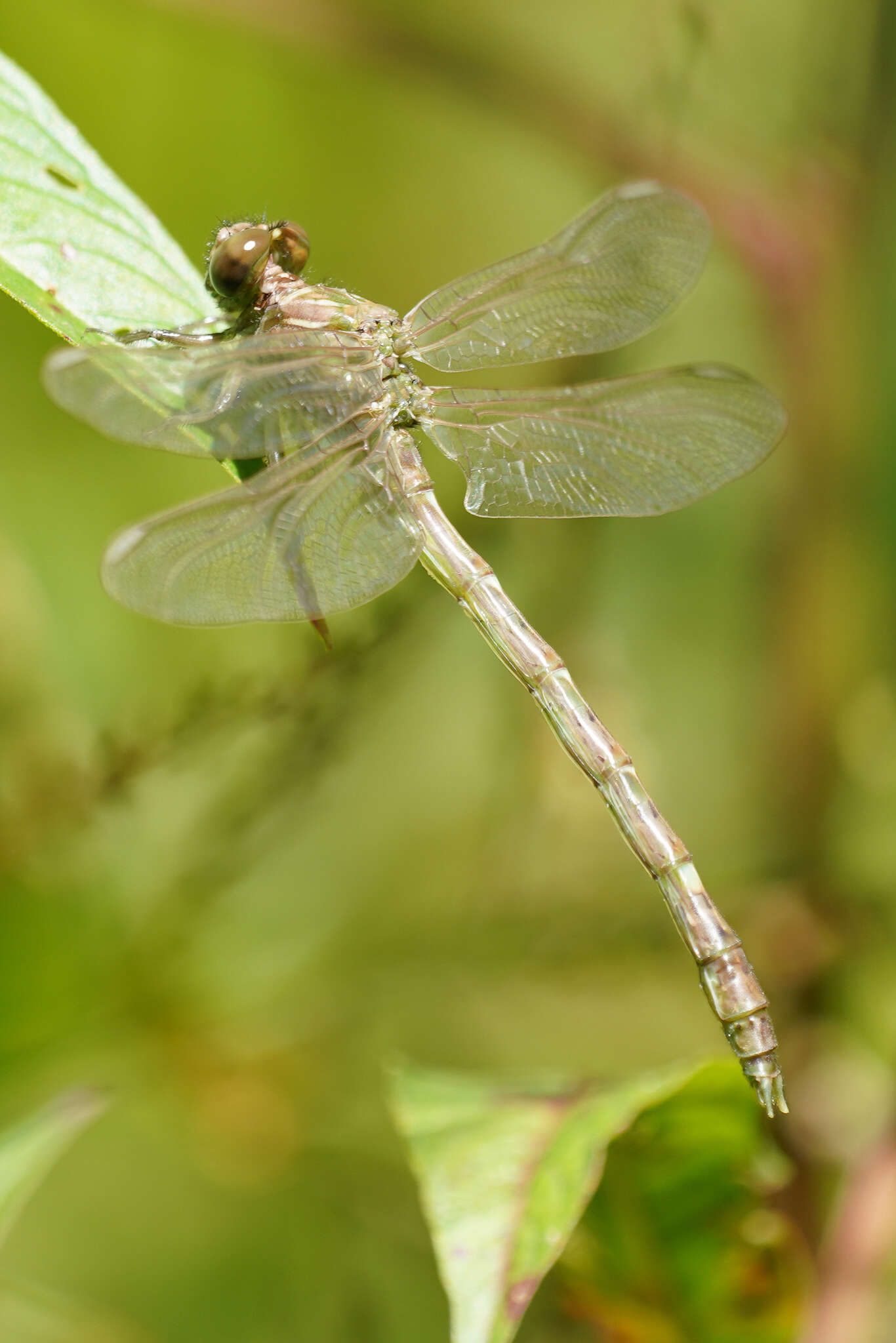 Imagem de Progomphus clendoni Calvert 1905