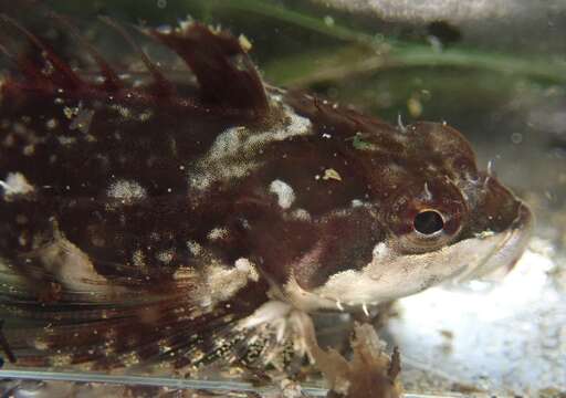 Image of Sharpnose sculpin