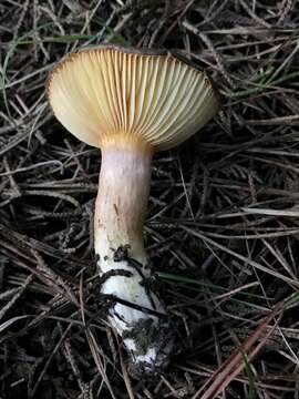 Image of Hygrophorus arenicola Murrill 1912