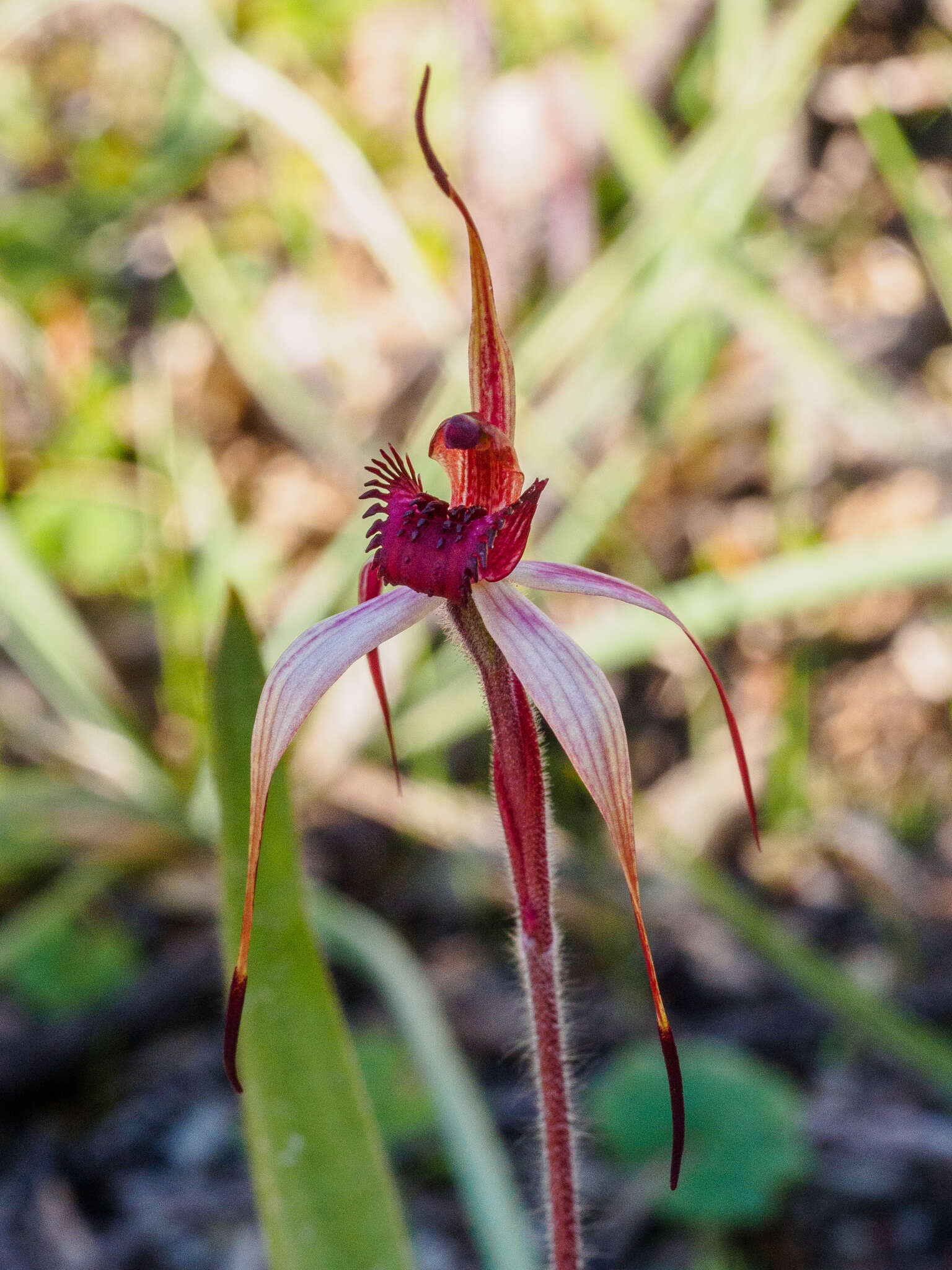 Imagem de Caladenia cruciformis D. L. Jones