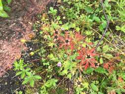 Image of Bicknell's cranesbill