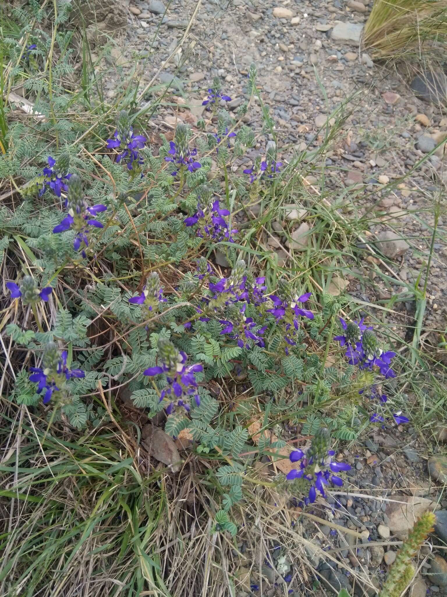 Слика од Dalea boliviana Britton