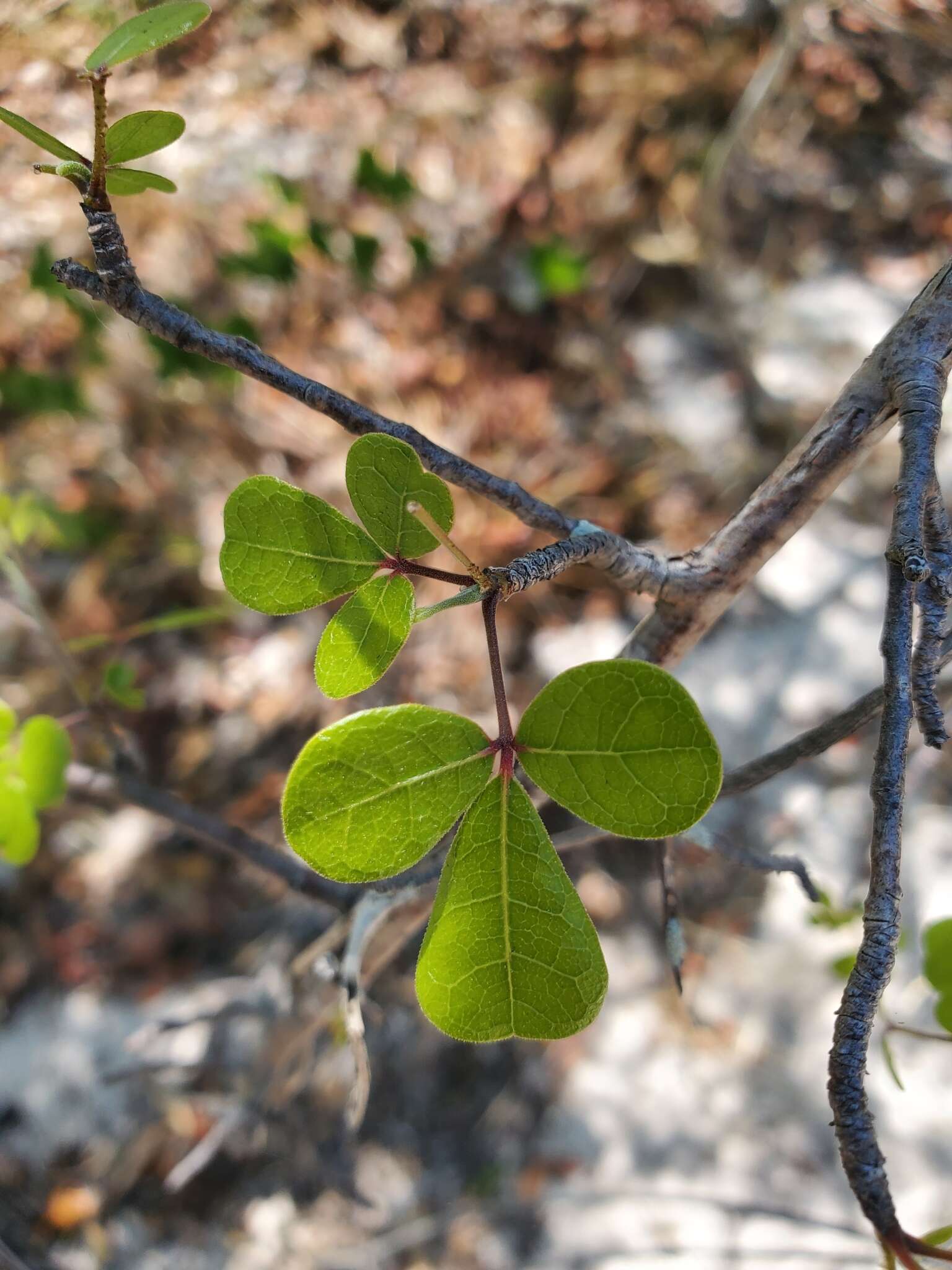 Image of Commiphora orbicularis Engl.