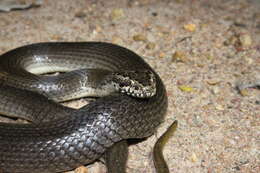 Image of Ornamental Snake