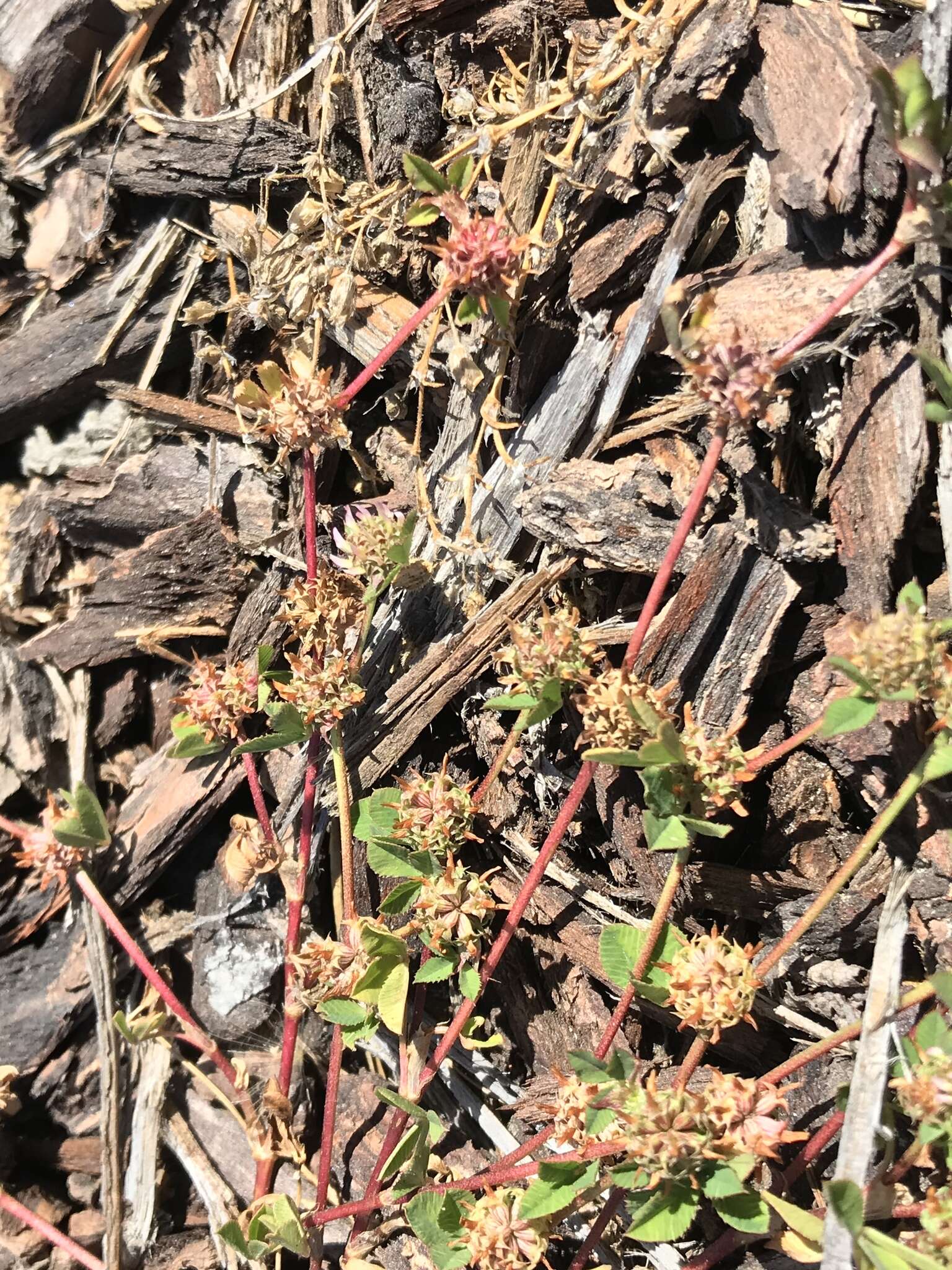 Image de Trifolium glomeratum L.