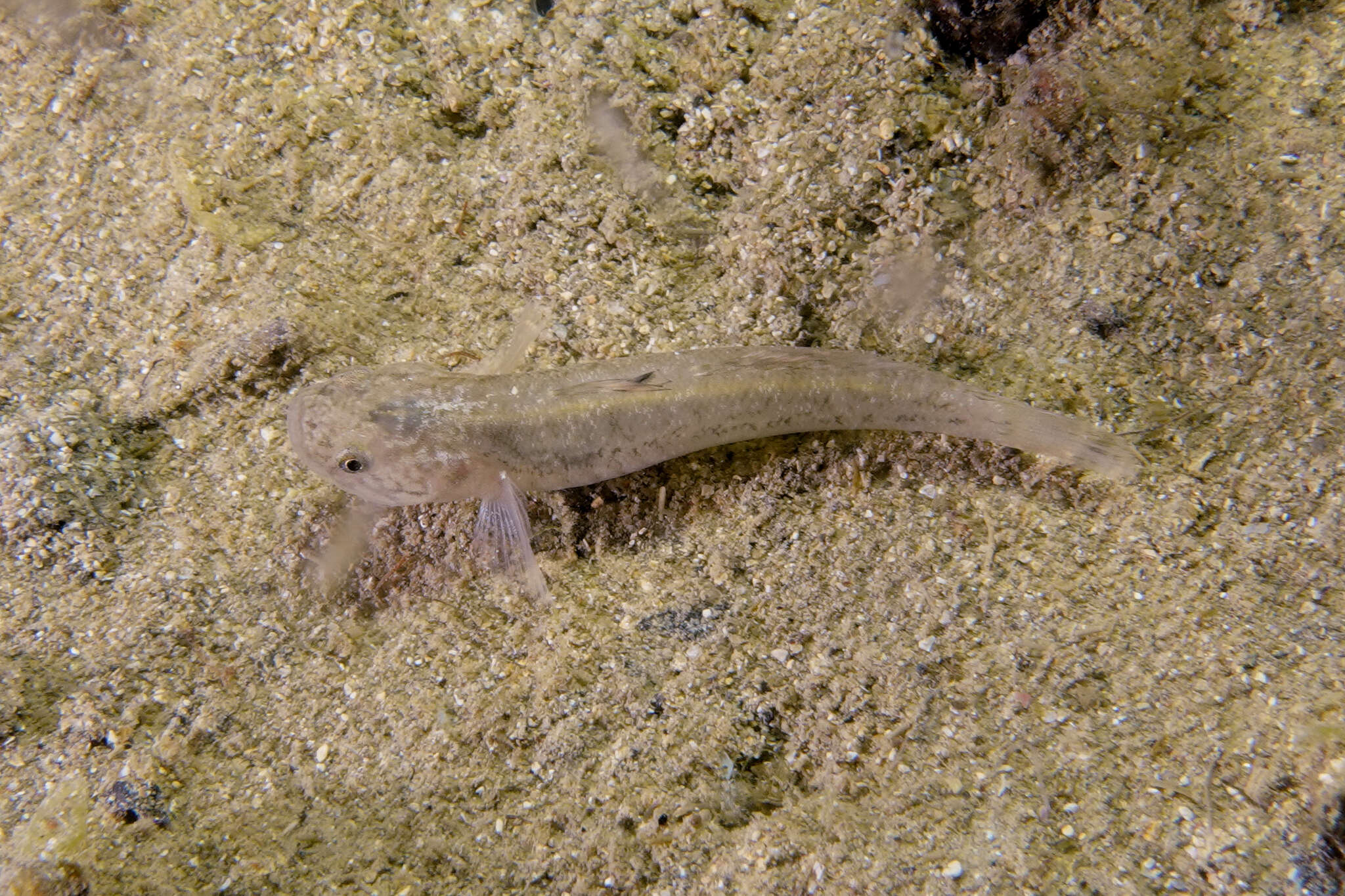 Image of Flat-backed goby