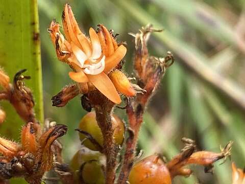 Image of <i>Schiekia silvestris</i> (Maas & Stoel) Hopper et al.