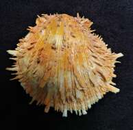 Image of American thorny oyster