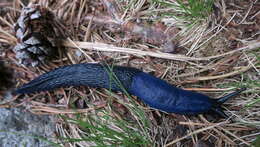 Image of Carpathian blue slug