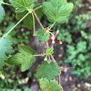 Image of Ribes menziesii var. menziesii