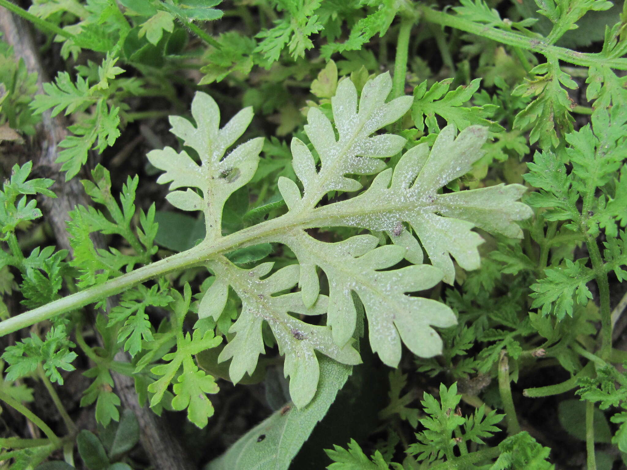 Image of Paraperonospora sulphurea (Gäum.) Constant. 1989