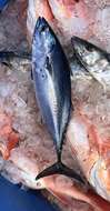 Image of Atlantic Little Tuna