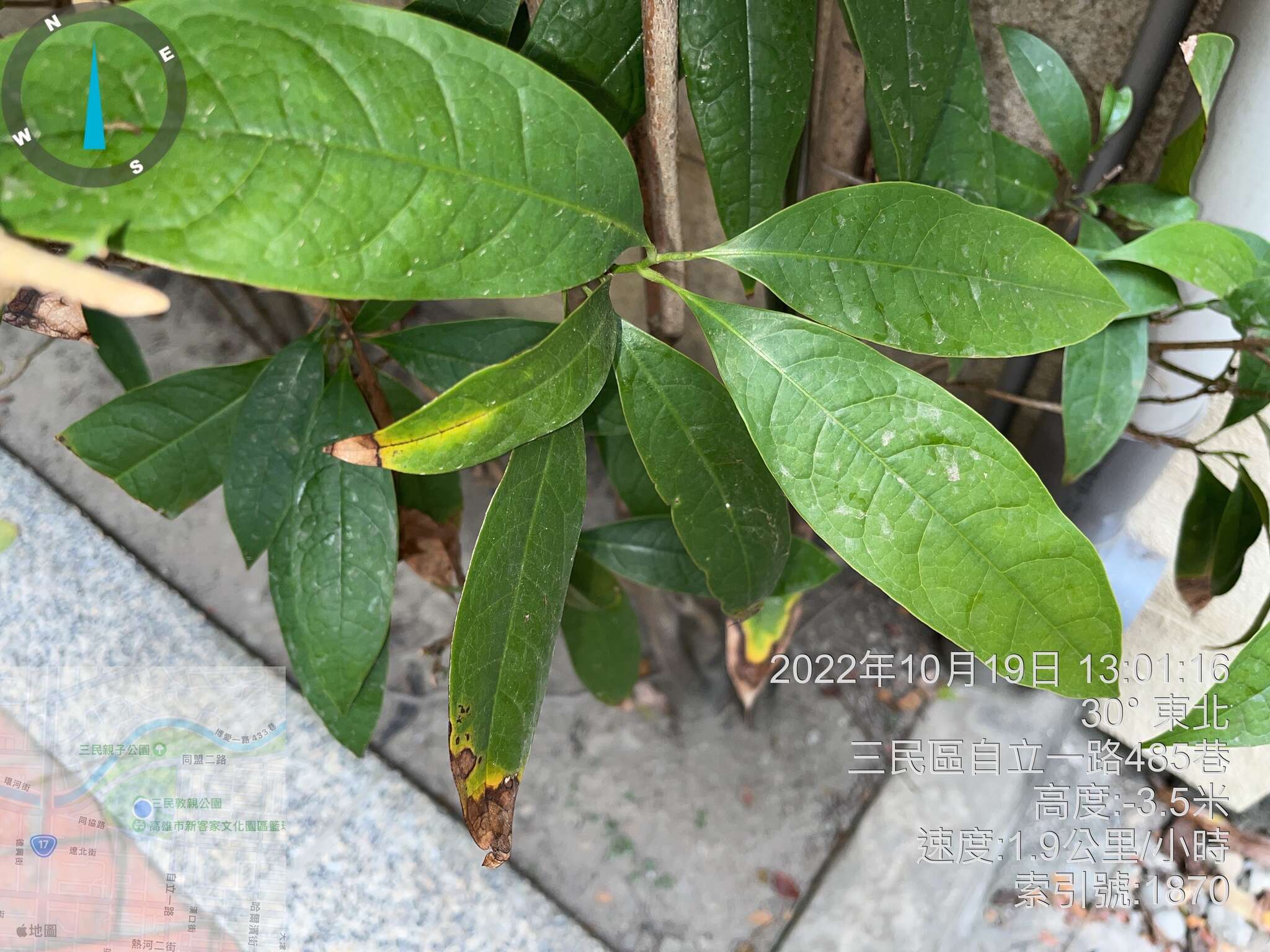 Image of Magnolia coco (Lour.) DC.