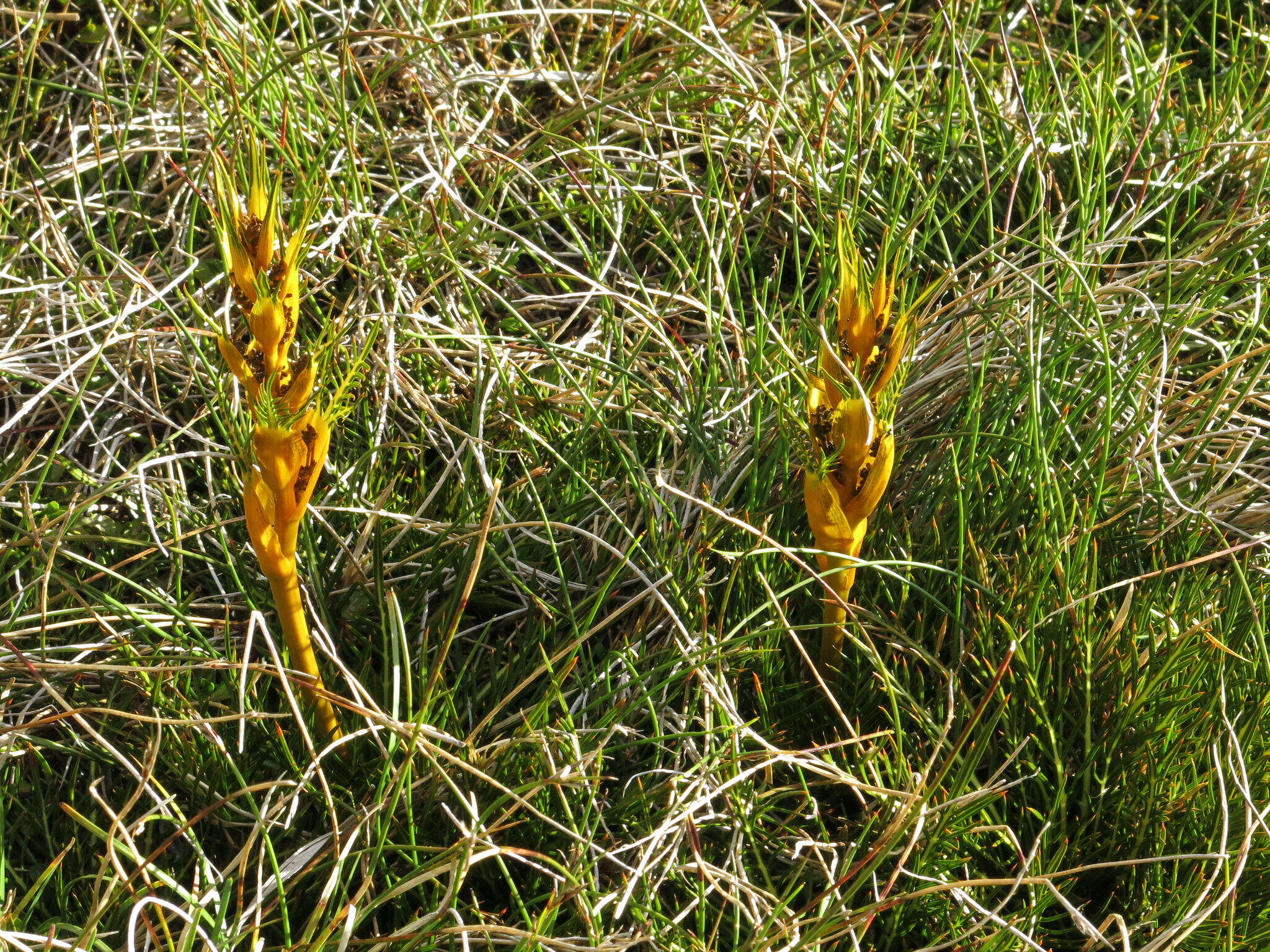 Image of Aciphylla pinnatifida Petrie