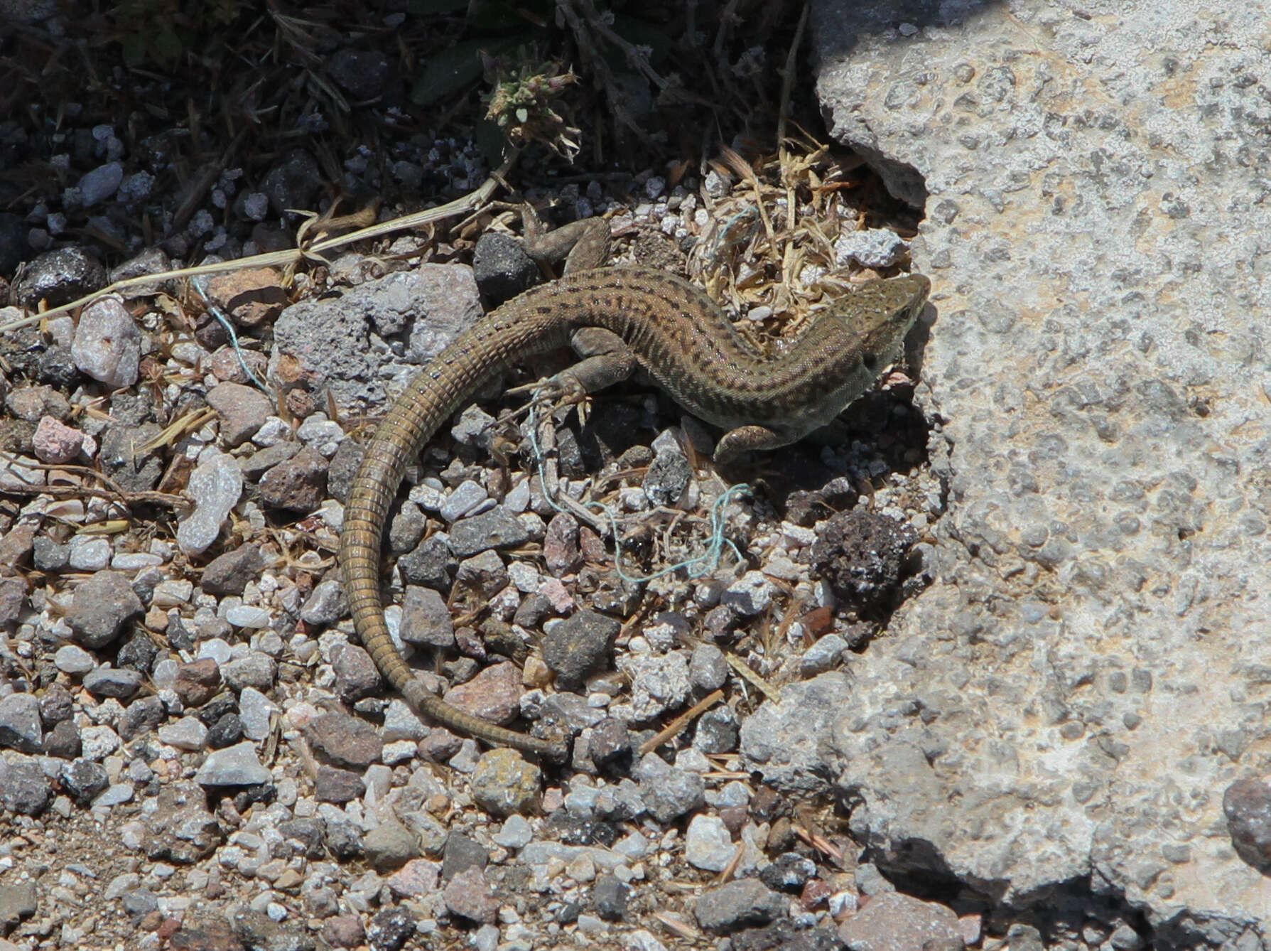 Image of Erhard's Wall Lizard