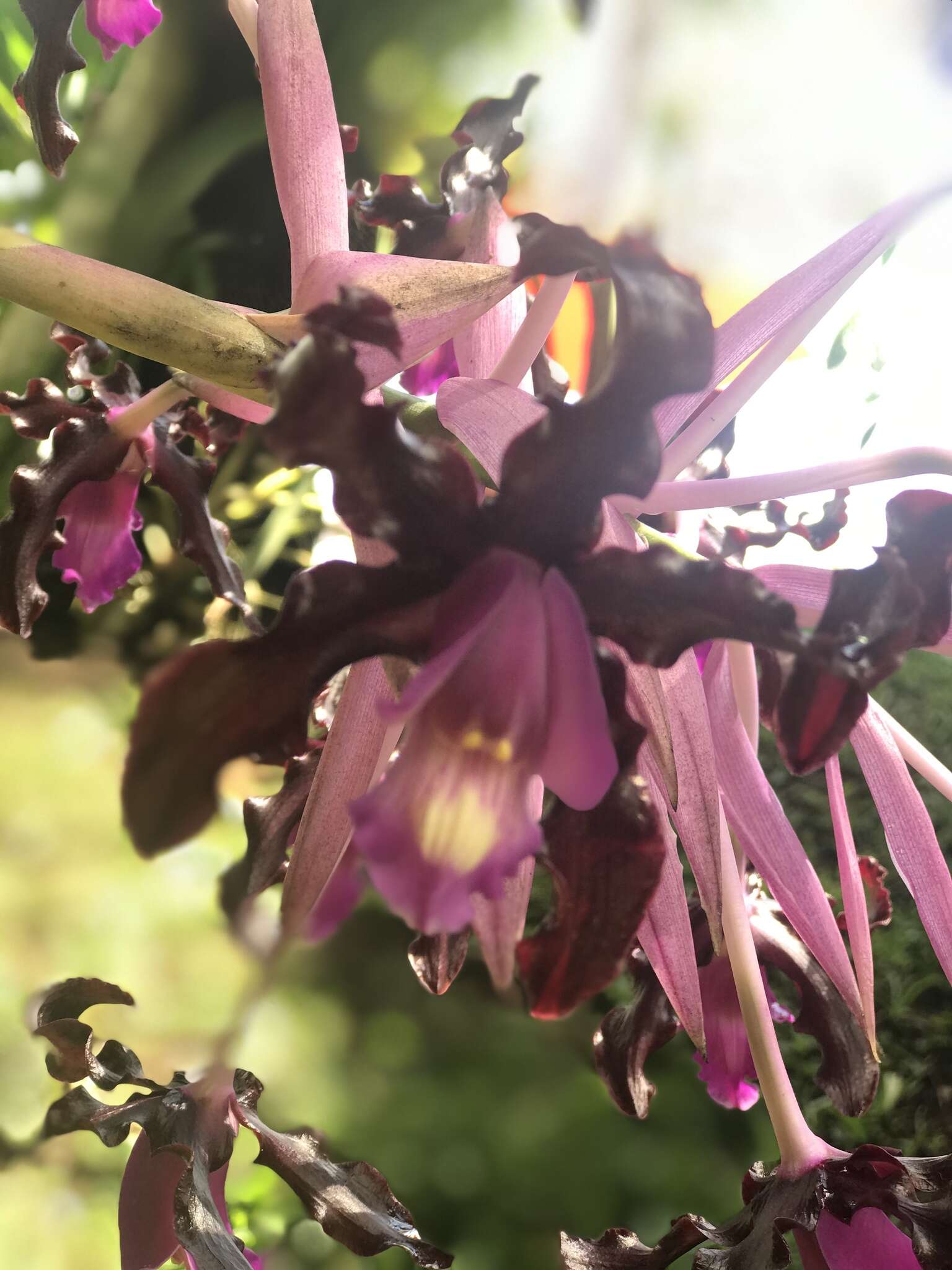 Image of Laelia splendida (Schltr.) L. O. Williams