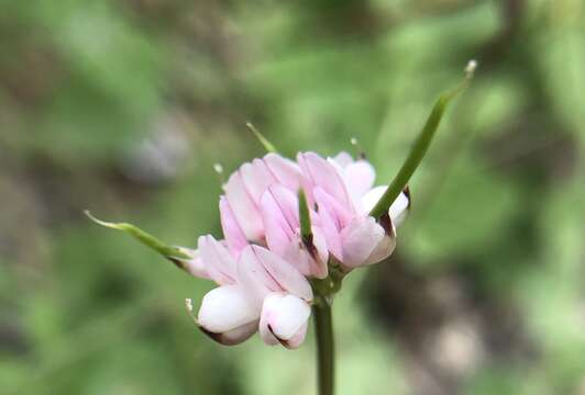 Image of Cretan crownvetch