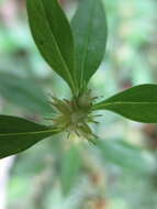 Image of Oval-Leaf False Buttonweed