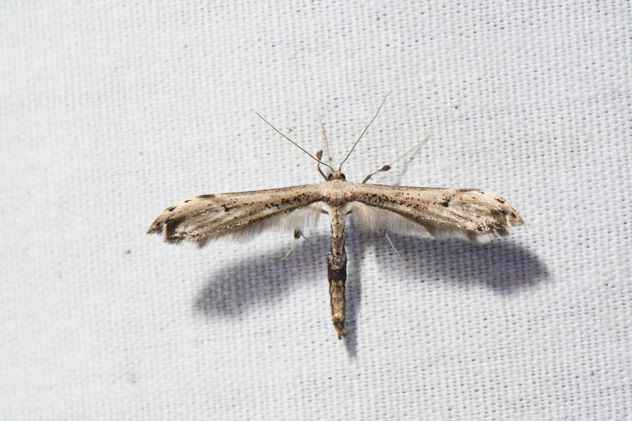 Image of Eupatorium Plume Moth