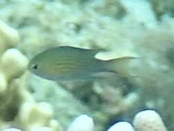 Слика од Pycnochromis lineatus (Fowler & Bean 1928)