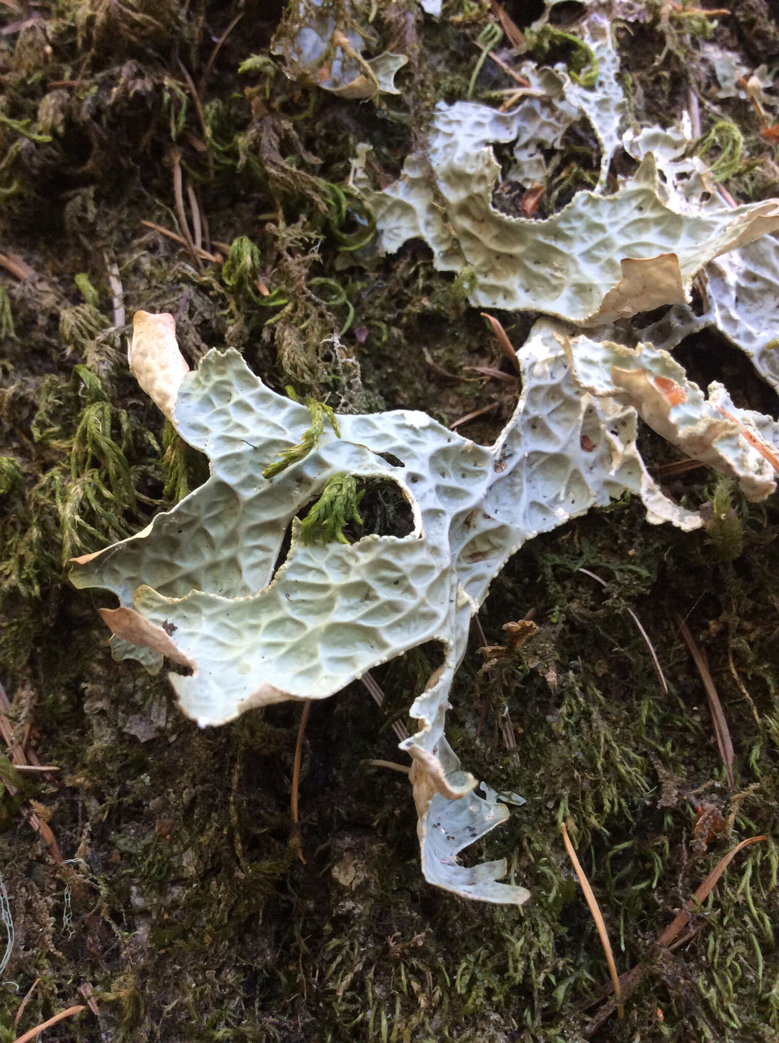 Image of lung lichen