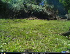 Image of Red-necked Francolin