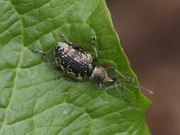 Imagem de Otiorhynchus (Majetnecus) lepidopterus (Fabricius 1794)