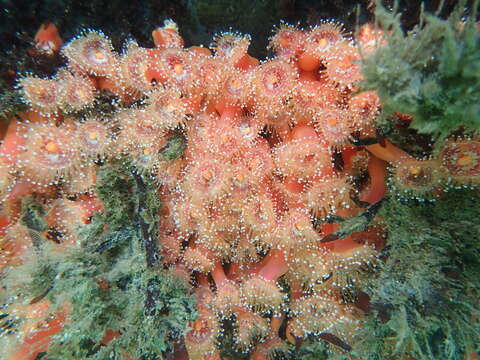 Image of Strawberry anemones