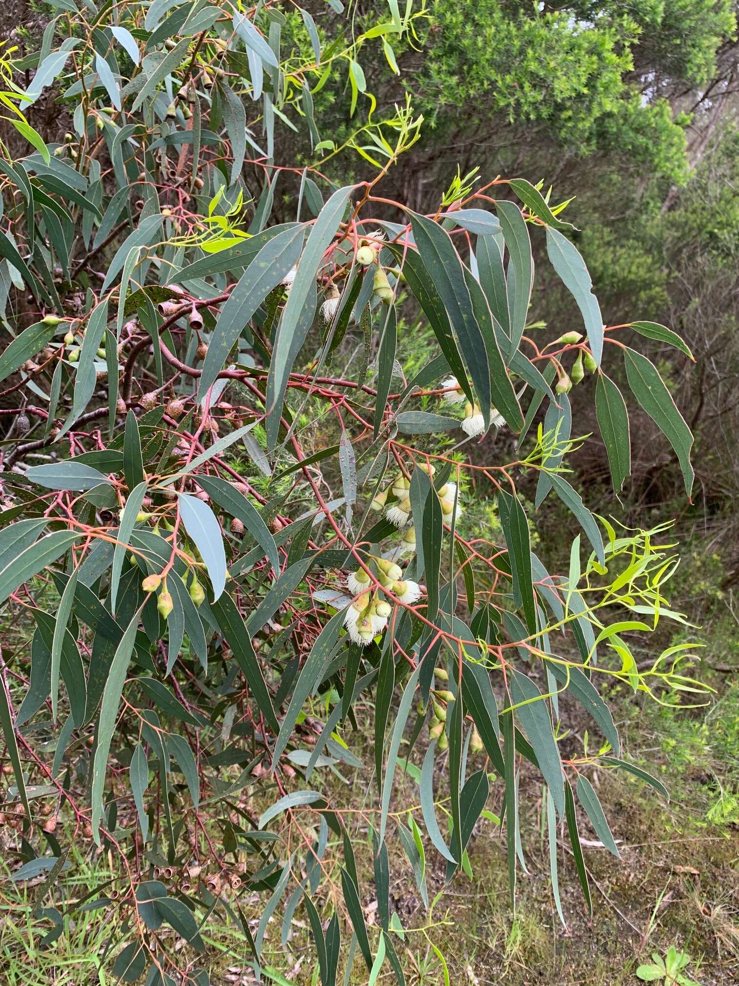 Image de Eucalyptus leucoxylon subsp. megalocarpa D. J. Boland