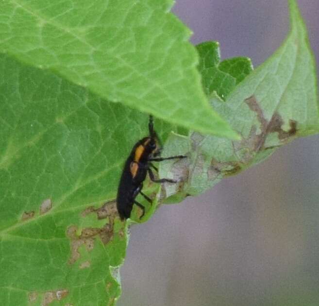 Image of Hemierana marginata (Fabricius 1798)