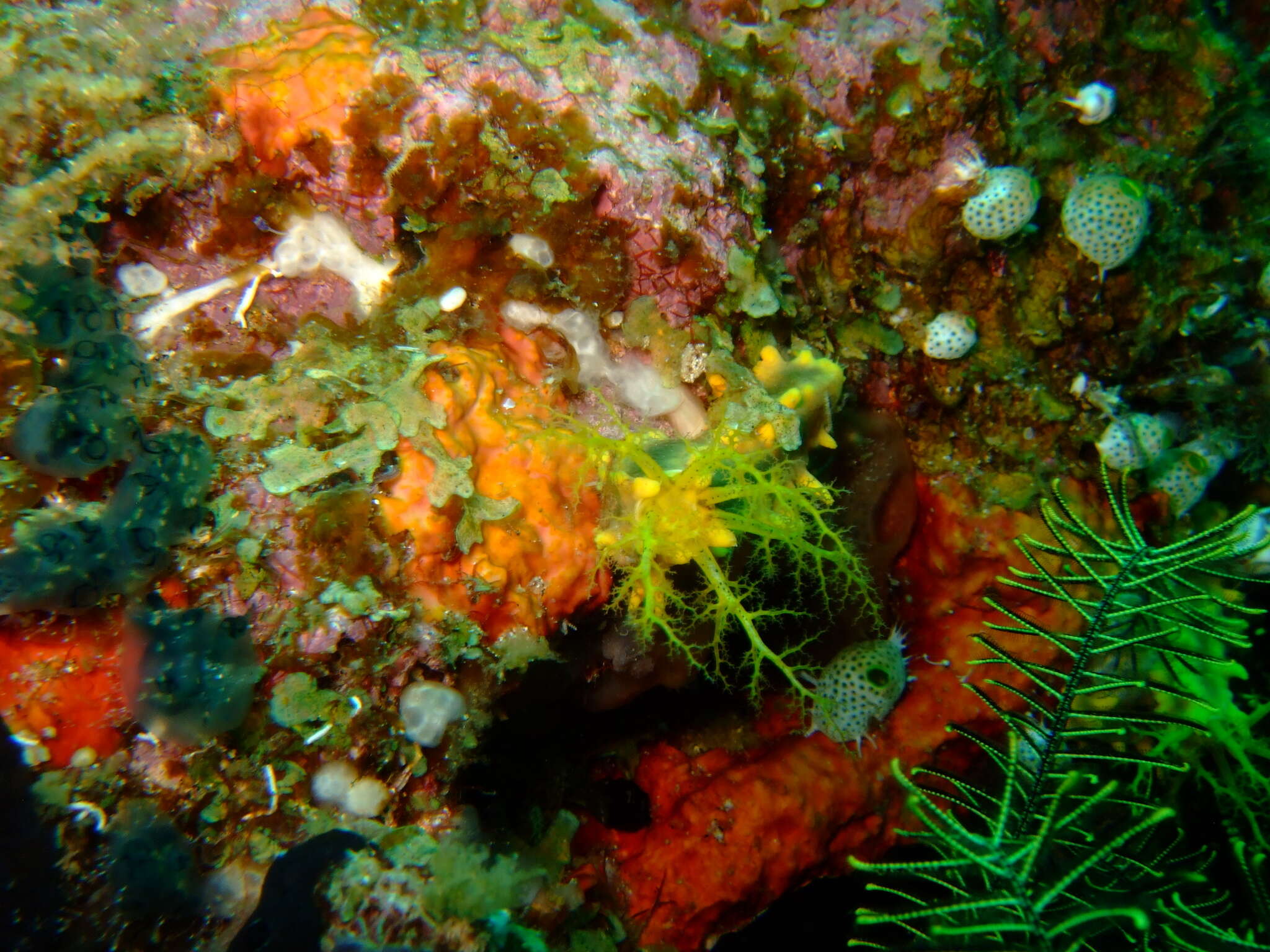 Image of robust sea cucumber