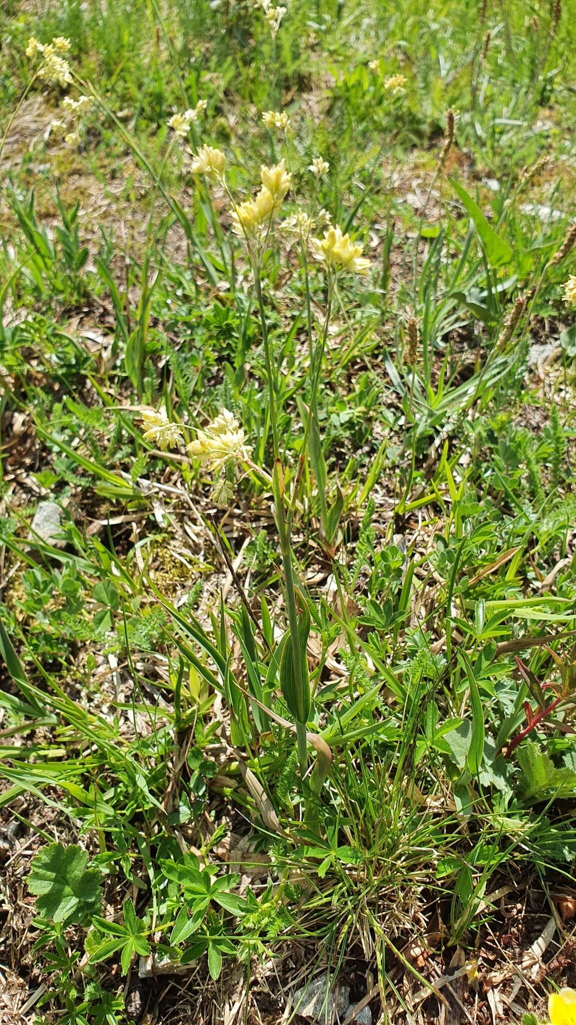 Image of Yellow Woodrush