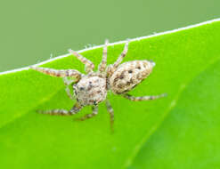 Image of Pelegrina proxima (Peckham & Peckham 1901)