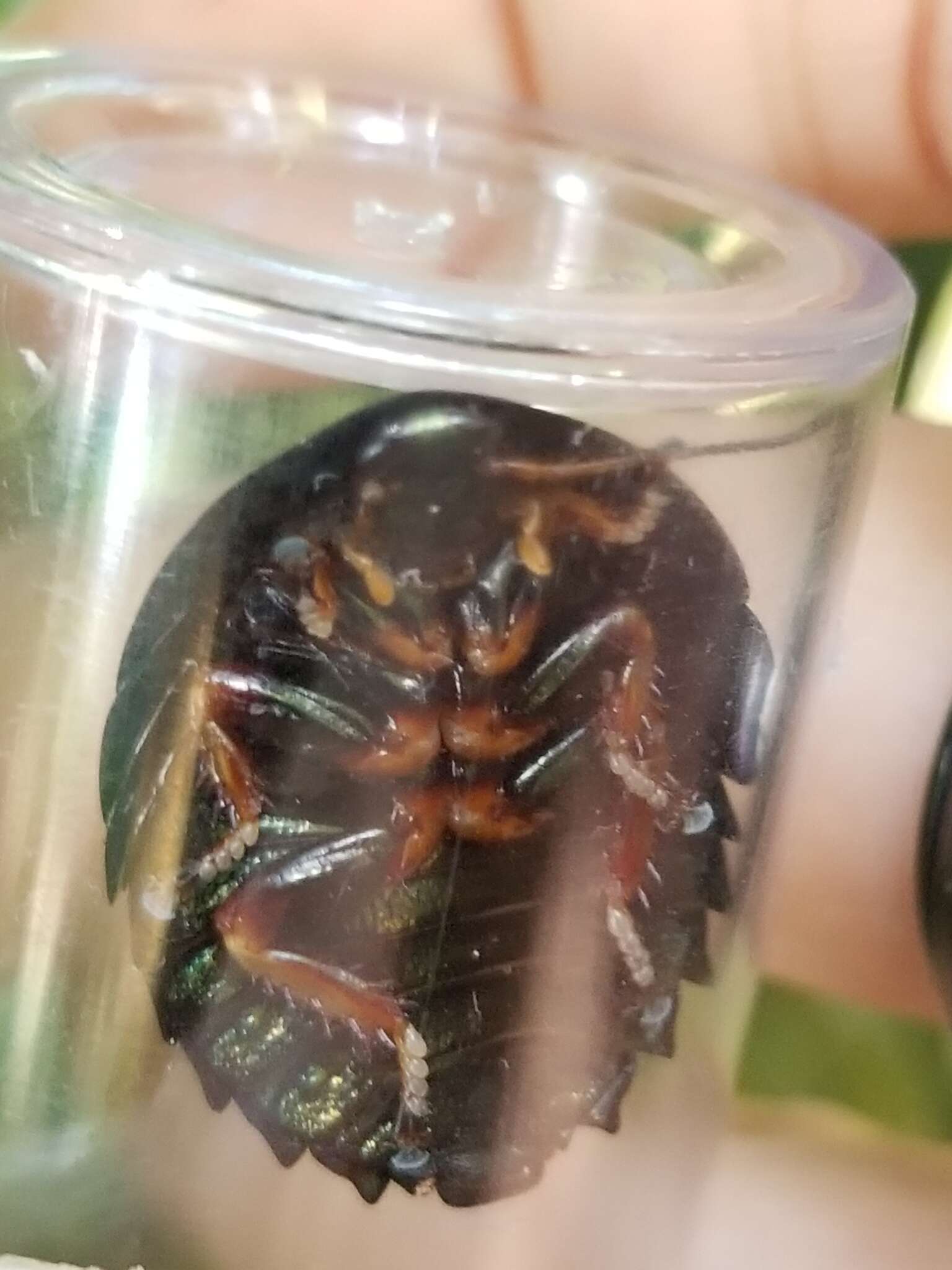 Image of Metallic Emerald Cockroach