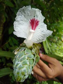 Image of Dimerocostus cryptocalyx N. R. Salinas & Betancur