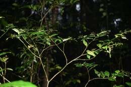 Image de Palicourea paniculata (L. fil.) P. L. R. Moraes & C. M. Taylor