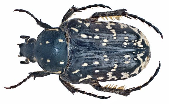 Image of <i>Oxythyrea noemi</i> Reiche & Saulcy 1856