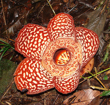 Image of <i>Rafflesia pricei</i> W. Meijer