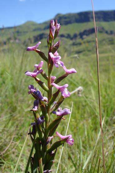 Image of Disa stachyoides Rchb. fil.