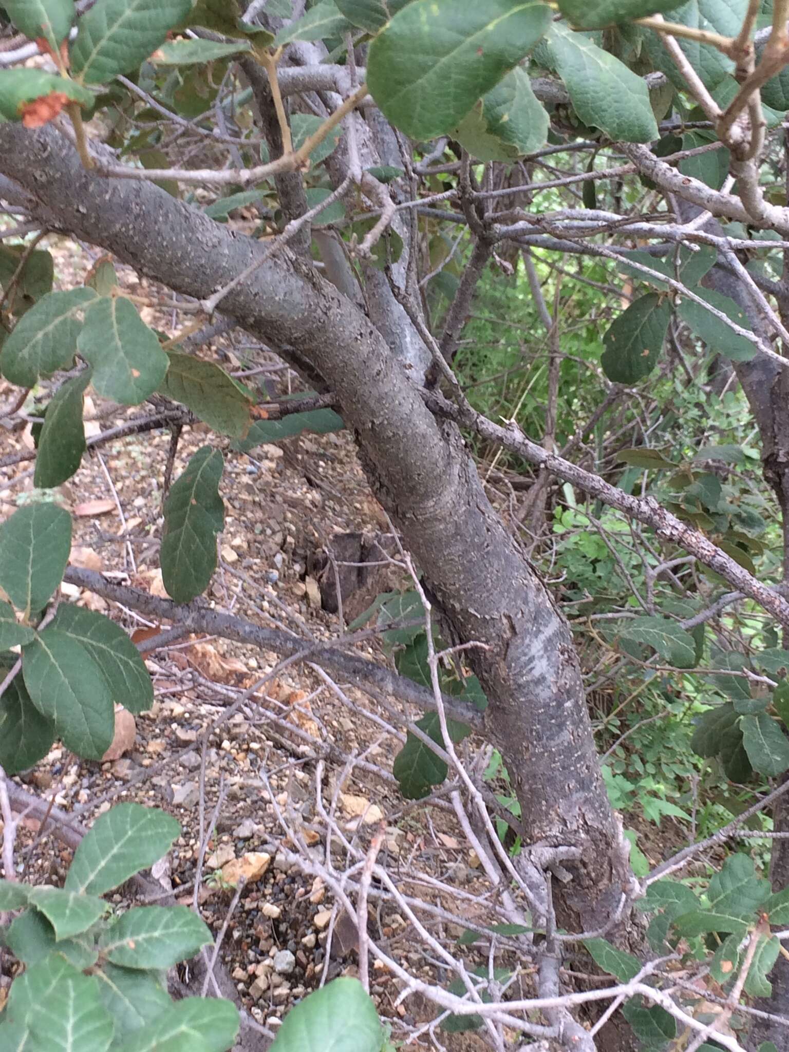 Image of Quercus rugosa Née