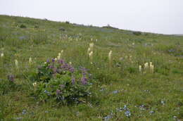 صورة Phlomoides oreophila (Kar. & Kir.) Adylov, Kamelin & Makhm.