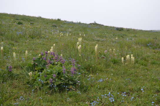 Image of Phlomoides oreophila (Kar. & Kir.) Adylov, Kamelin & Makhm.