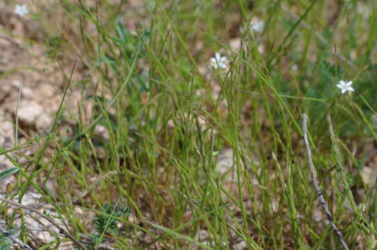 Image of mat-grass fescue