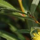Sivun Salix arbusculoides Anderss. kuva