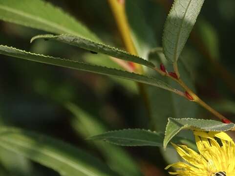 Plancia ëd Salix arbusculoides Anderss.