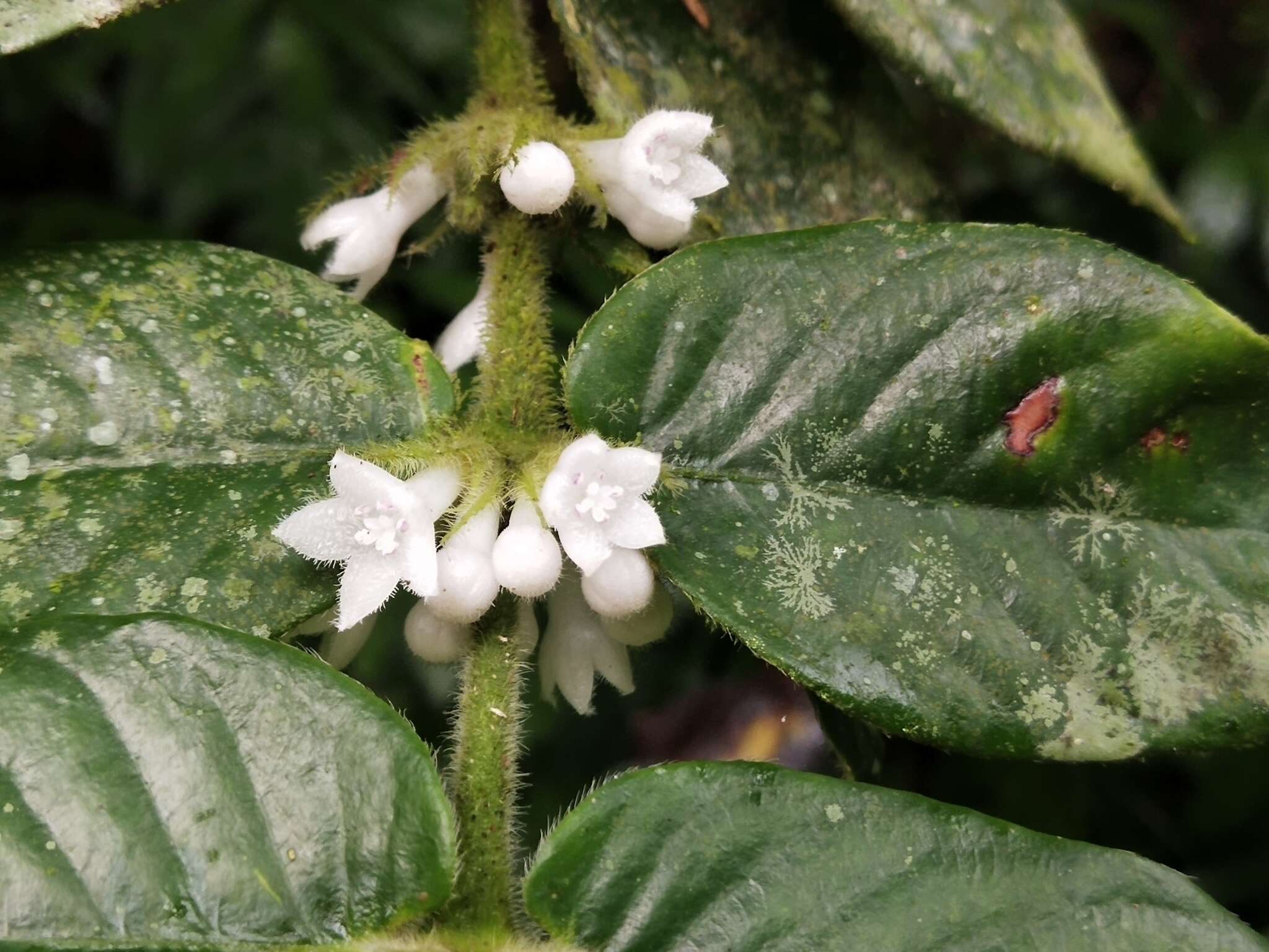 Image of Lasianthus attenuatus var. attenuatus