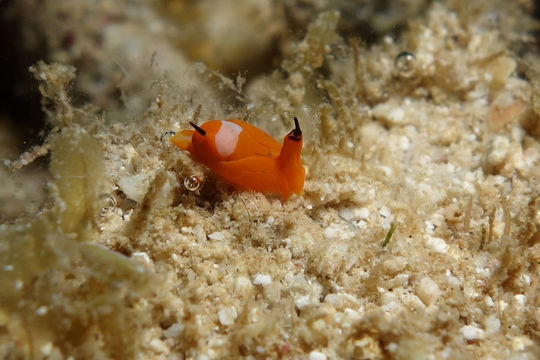 Image of <i>Siphopteron tigrinum</i> Gosliner 1989