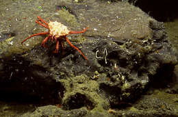 Image of deep-sea crab