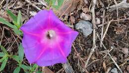 Image of Ipomoea emetica Choisy