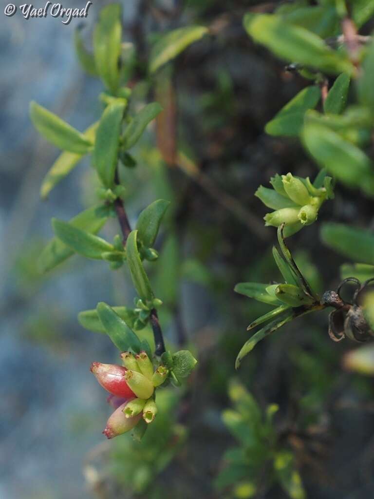 Image of Plocama calabrica (L. fil.) M. Backlund & Thulin